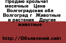 Продаю крольчат 1-1,5 месячные › Цена ­ 250 - Волгоградская обл., Волгоград г. Животные и растения » Другие животные   